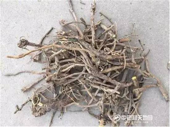 陕西黄芩最新价格，科技与传统药材的融合价值