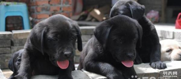 拉布拉多黑色幼犬价格深度解析与指南🐾