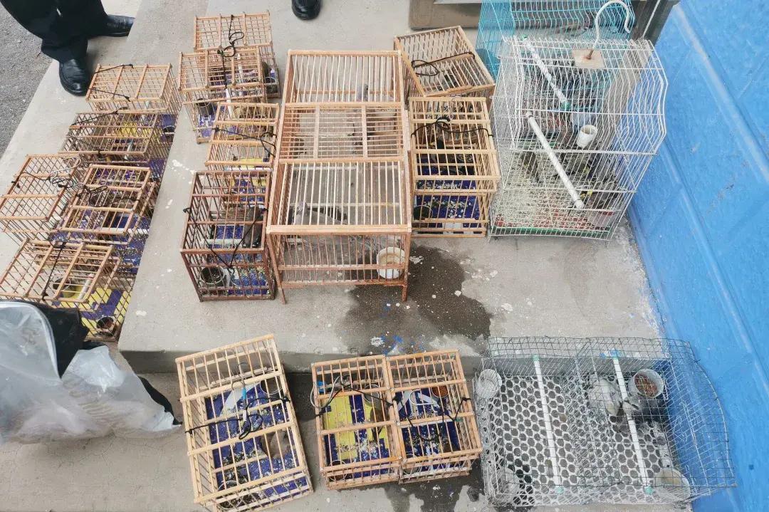 斑鸠打笼资料大全，全方位解析斑鸠打笼知识